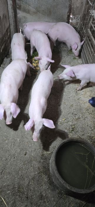 Продавам малки прасета