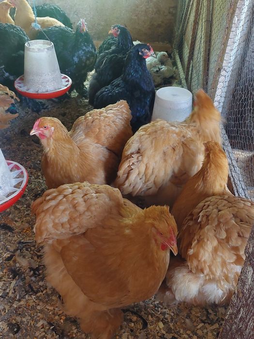 Tineret brahma și cochinchina