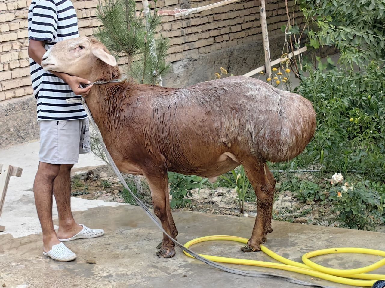 Продаю Кочкар Эдильбек