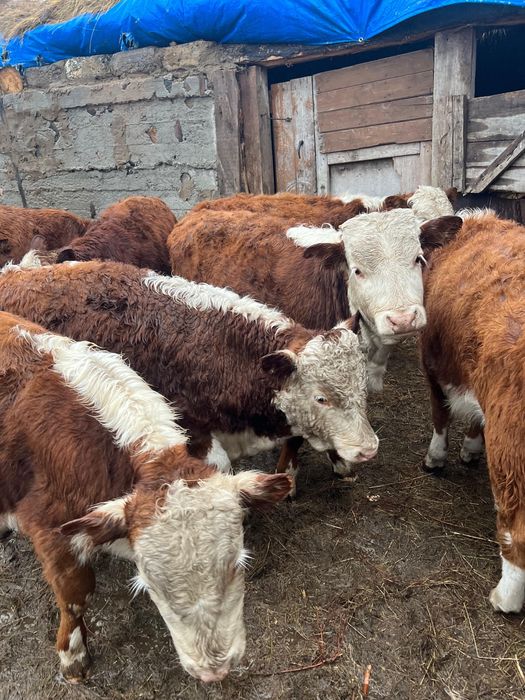 Бычки подсосные …………………………….