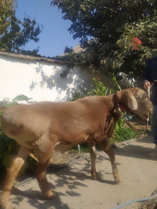 Продам баранов, народа Арашан