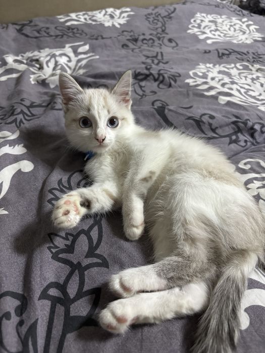 Отдам котенка в хорошие руки