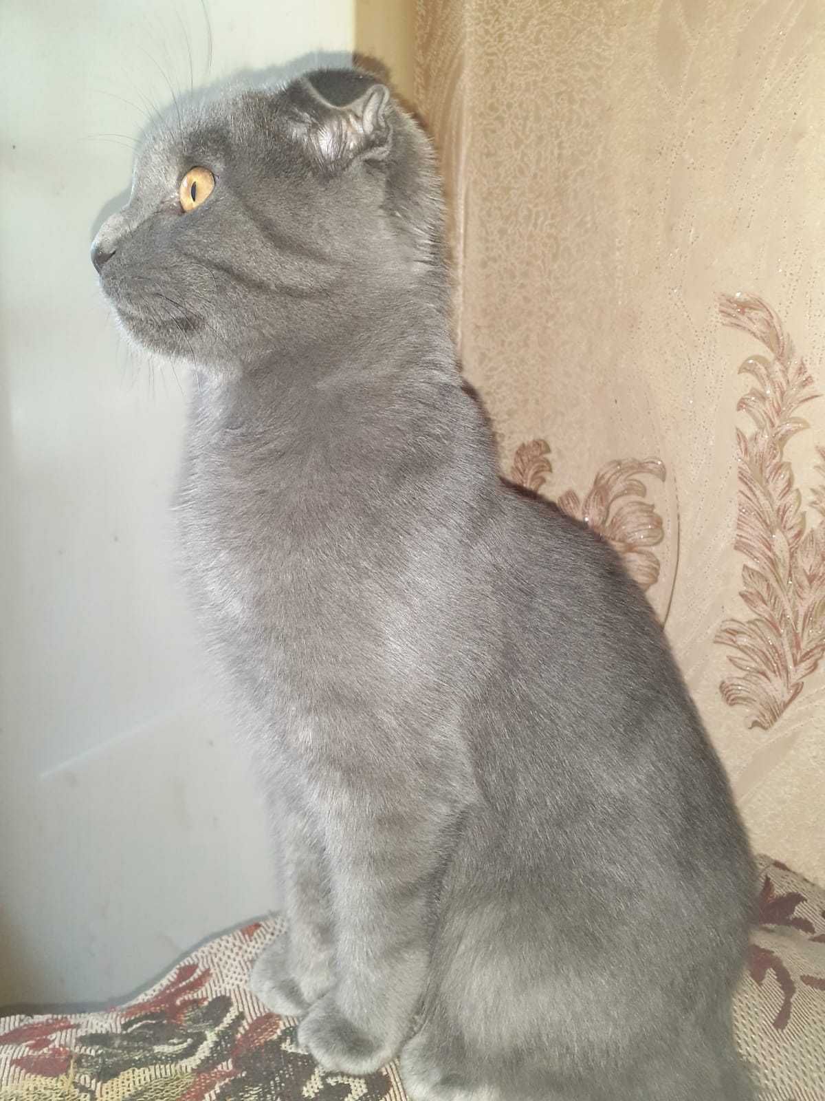 Продам котёнка,вислоухий,мальчик,8мес,шотландец, Так же, котят 3 мес.