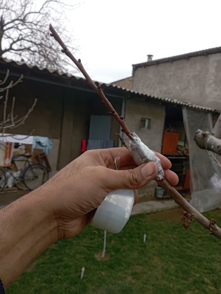 Bogʻbon xizmati agranom
