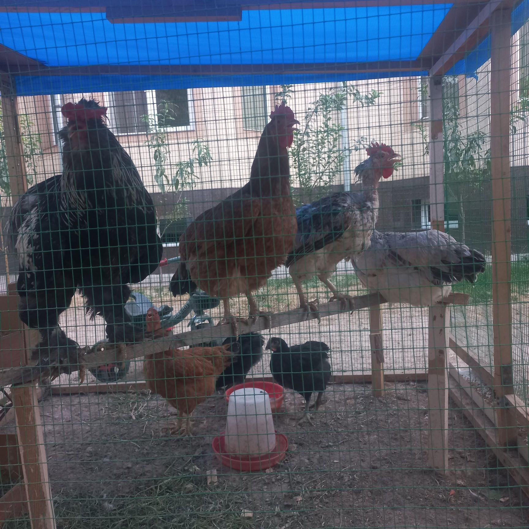 Damoshniy tovuqlar