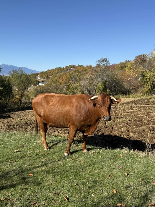 Продавам стелна крава
