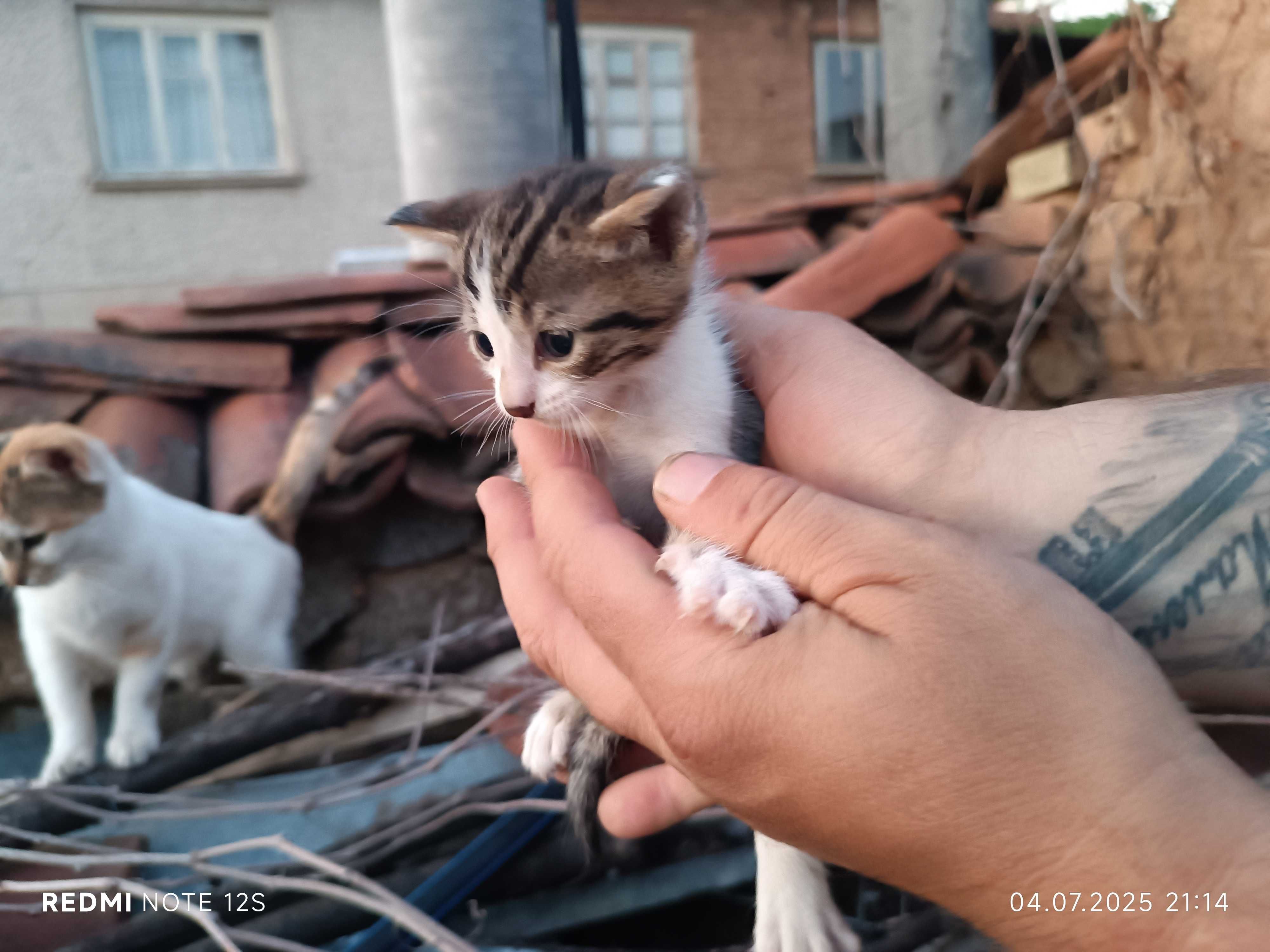 Подаряват се котета
