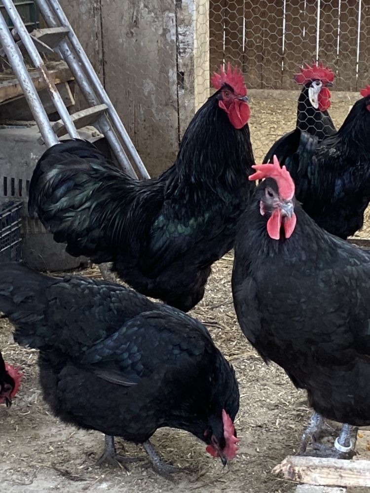 Gaini australorp