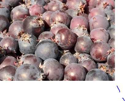 Afin siberan/Afin canadian/ Afin chandler. Livrare in toata tara