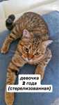 Кошка, девочка, стерилизованная