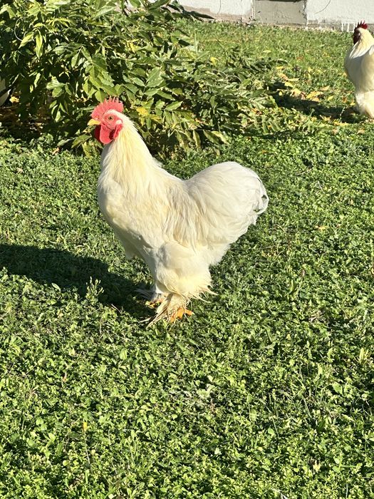 Vând sau schimb cocoș conchinchina pitic