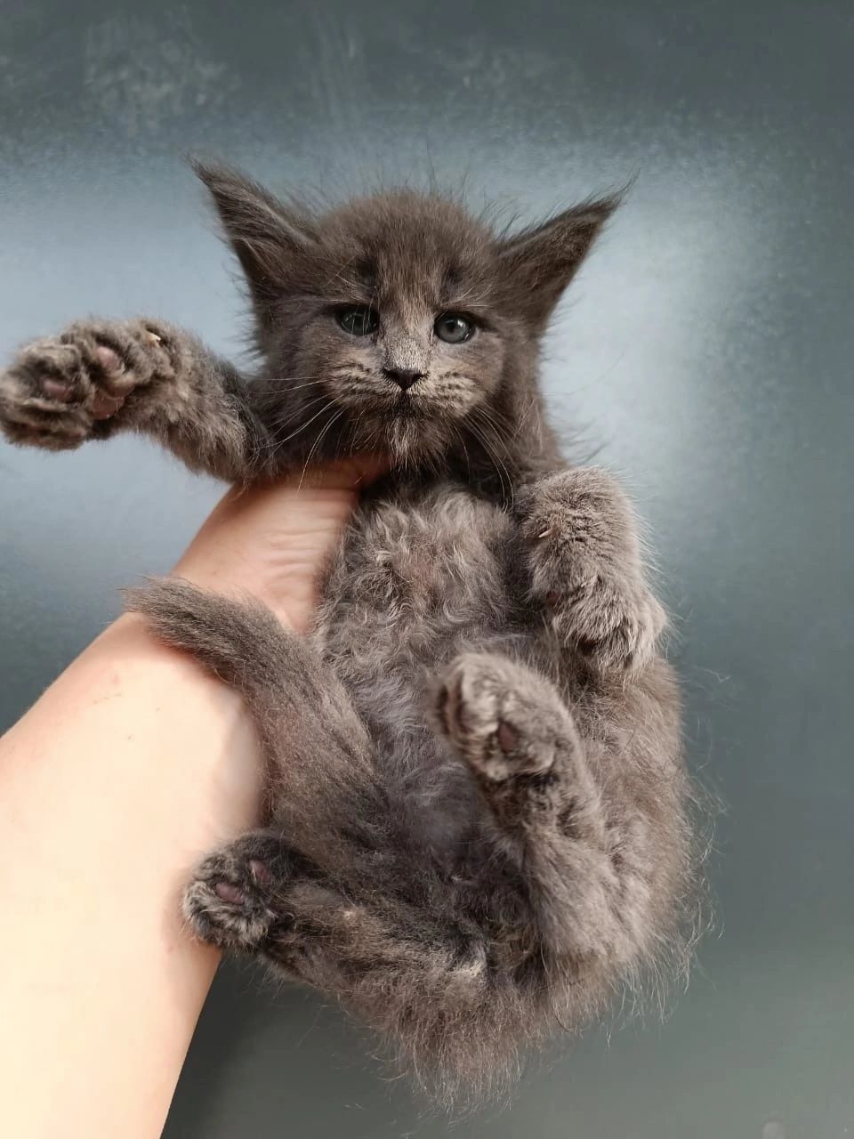 Мейн-кун котята из питомника