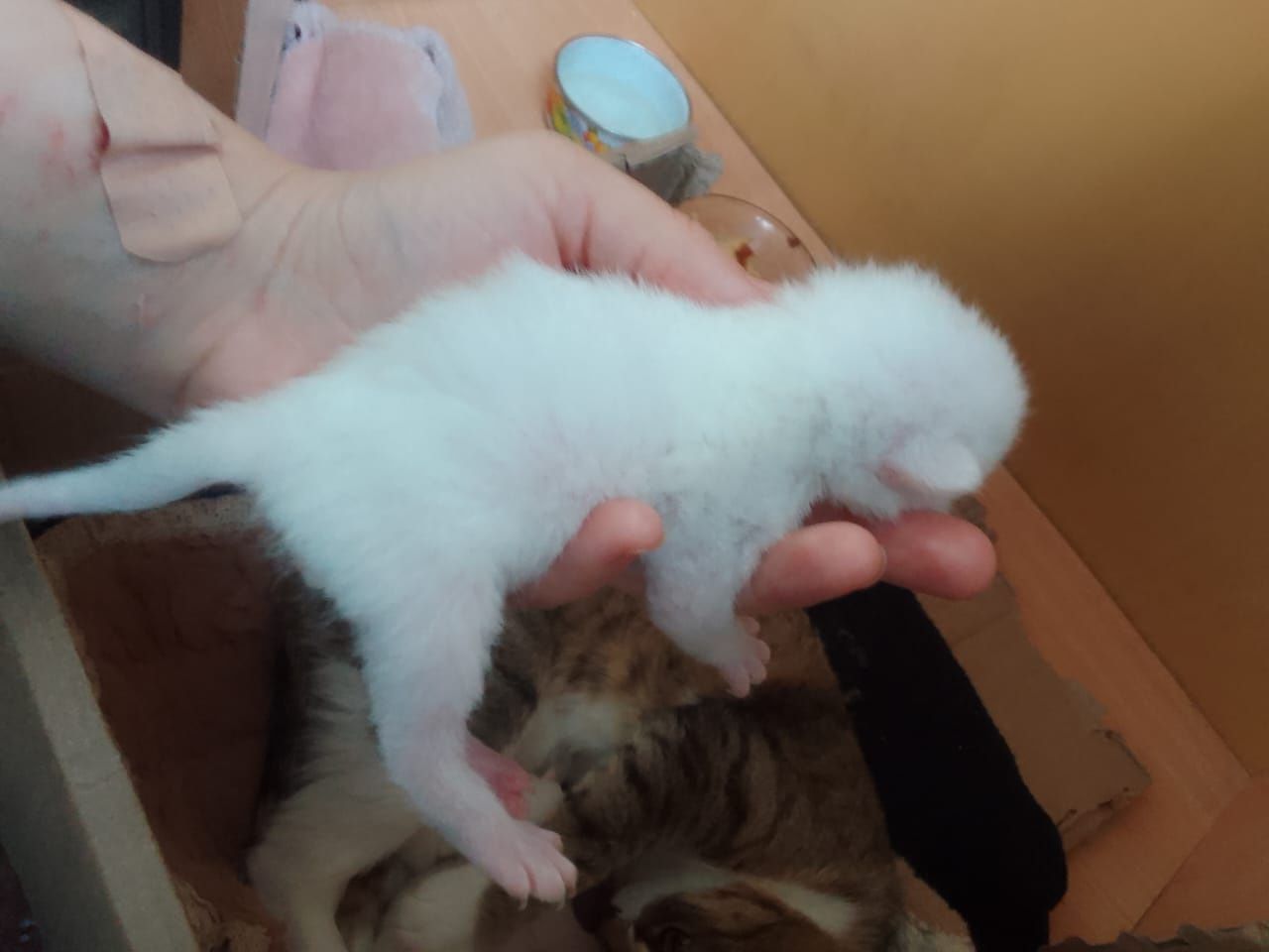 Кошка с котятами