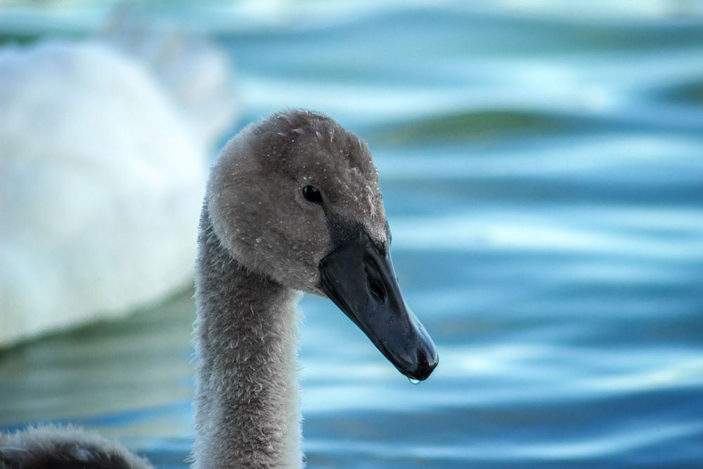 Canon 55-200mm f/4.5-5.6 USM II EF обектив Канон