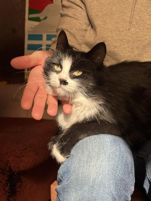 Коте Рея търси своите Хора