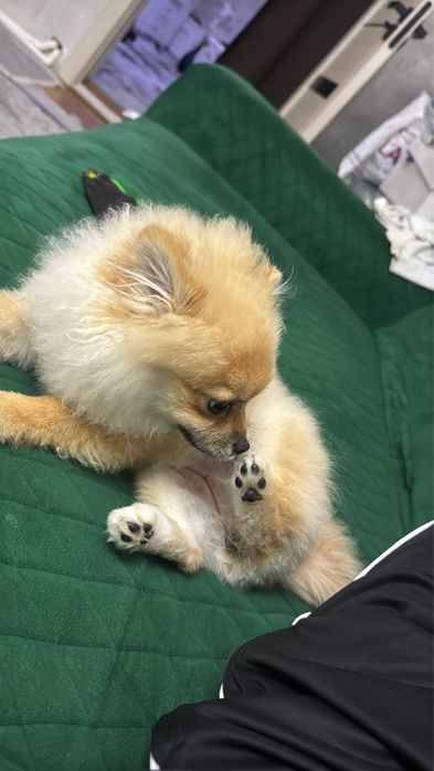 Помиранский щпиц