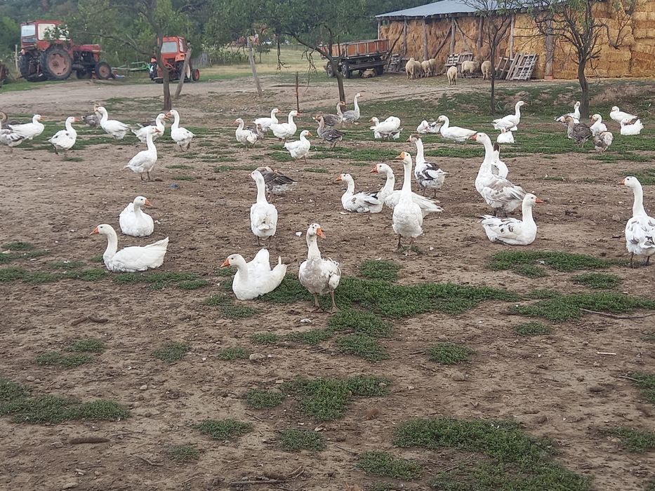 Gaste de tinut sau sacrificat