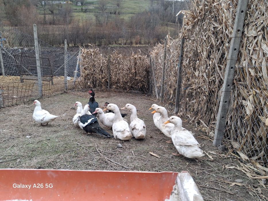 Vând Rațe leșești