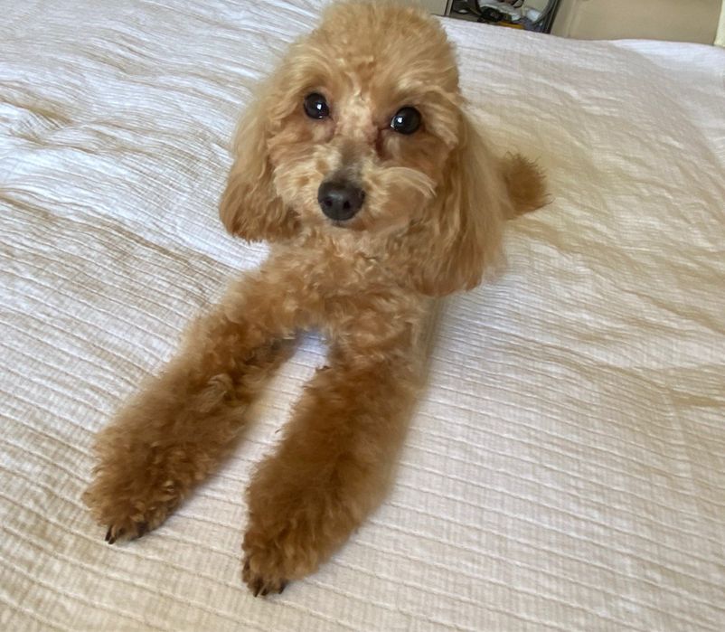 Груминг собак (стрижка собак)