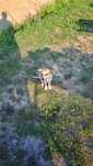 Se cauta urgent o familie, sau foster