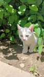 Котята 1,5 месяца