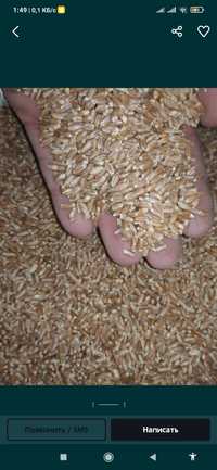 Зерно пшеницы 3500 тг мешок