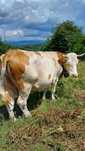 Vând vacă 650 kg bună de ținut sau de abatori, bălțată românească