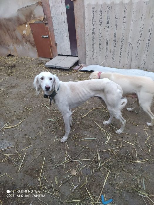 Продам щенков Тазы