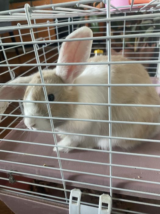 Продам большую клетку .