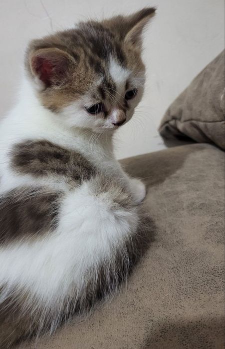 ПРОДАЮТСЯ породистые котята