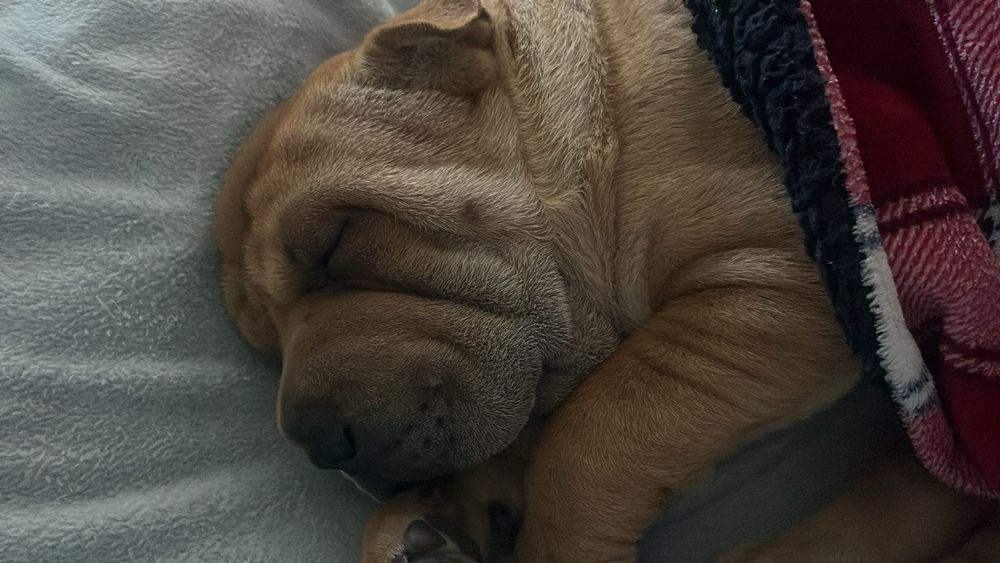 Прекрасен  Шарпей