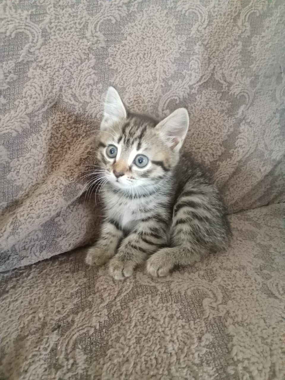 Отдам котёнка девочку в добрые руки
