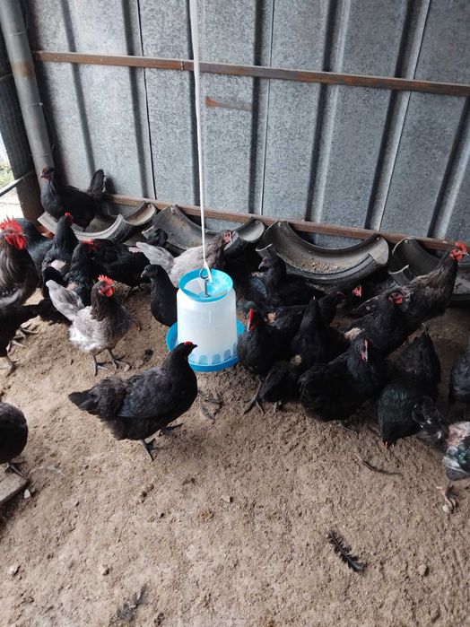 Кокошки Австралорп