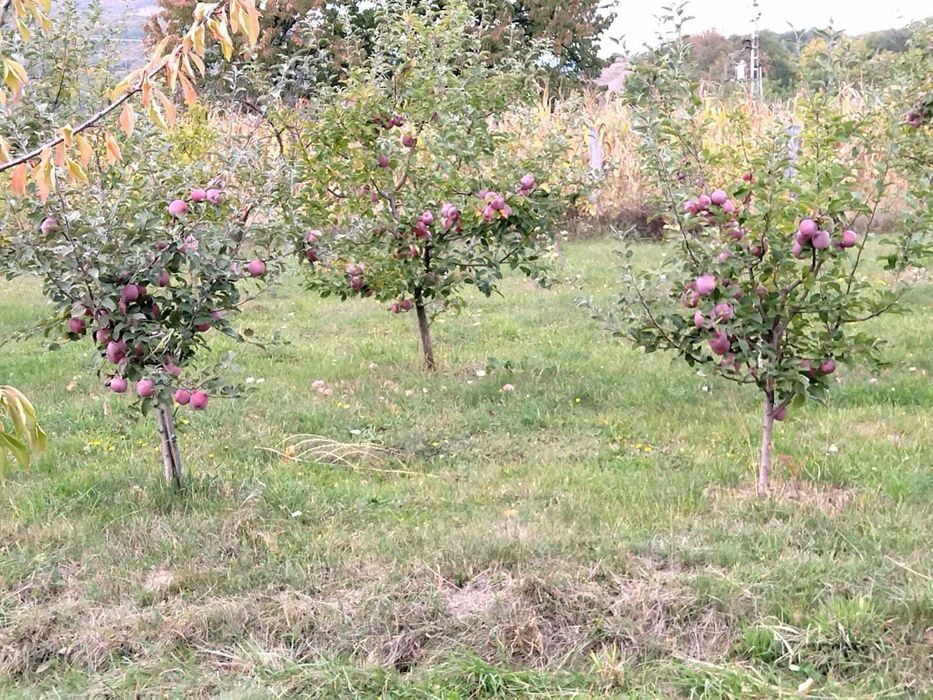 Vânzare teren cu livadă. Înconjurat de pădure