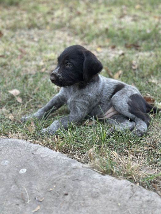 Продается  Немецкий Дратхаар