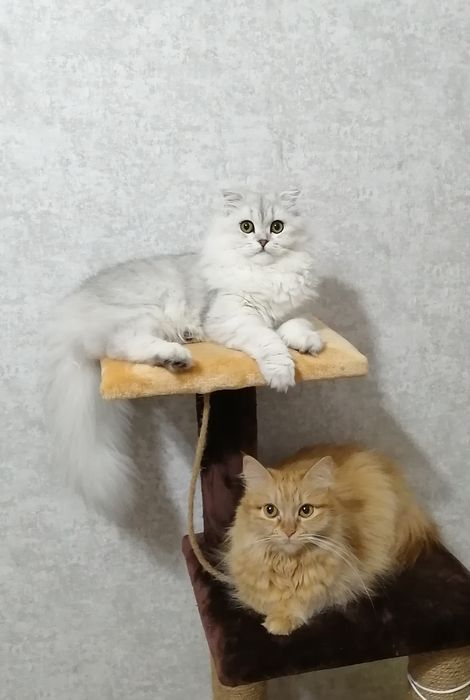 Срочно! Отдам двух кошек