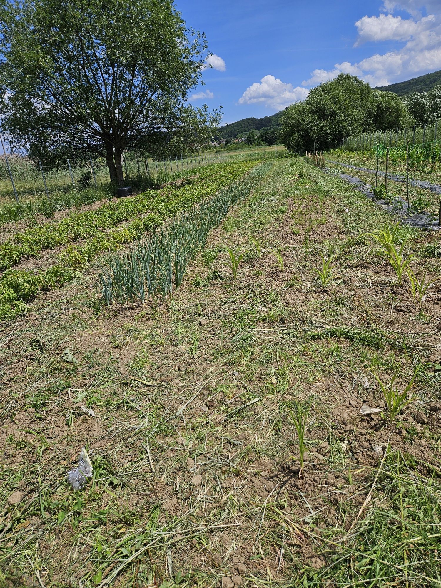 Vind gradina în Curtea de arges
