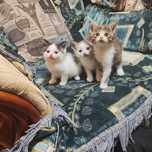 Отдам котят в хорошие руки