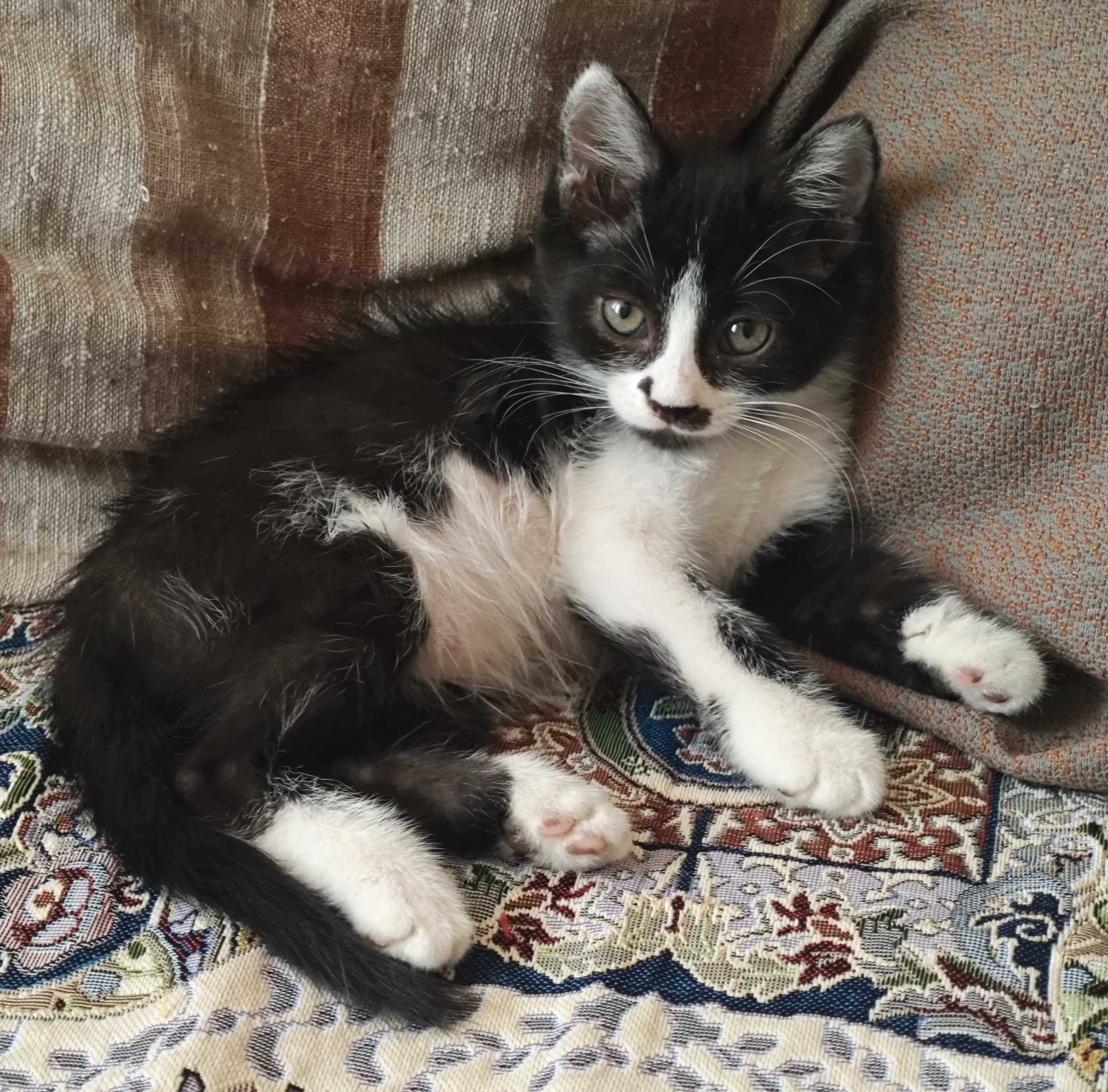 Ласкового котёнка в добрые руки!
