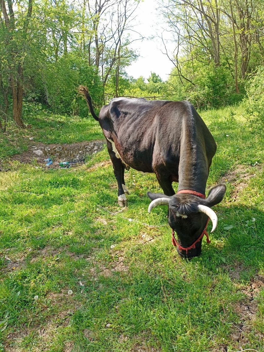 Vaca gestanta de vânzare