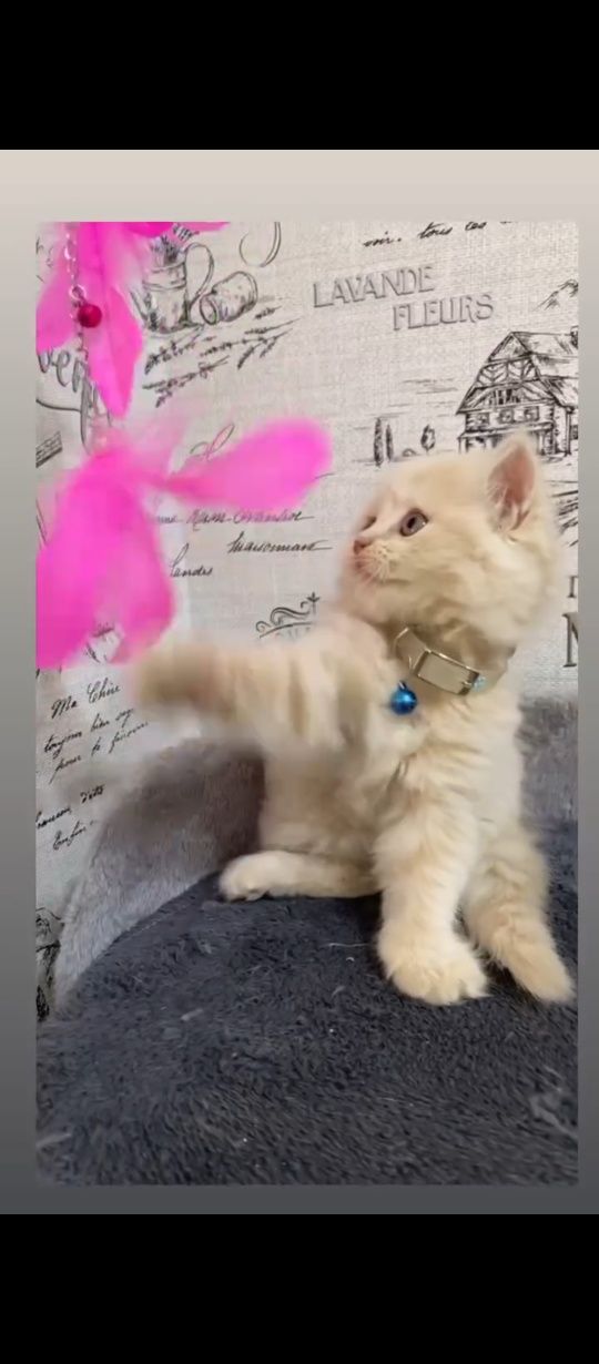 Здравствуйте котёнку 2 месяца МАЛЬЧИК