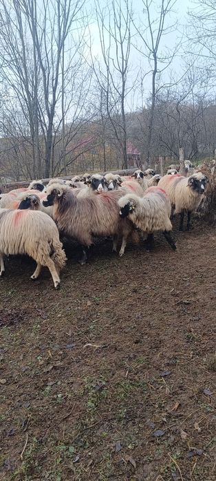 De vânzare oi și câini