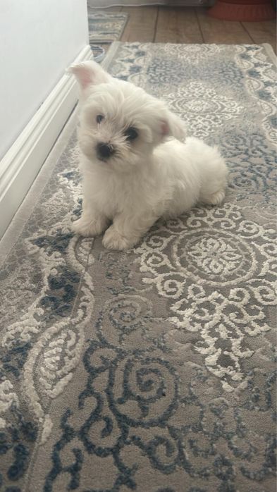 Bichon Maltez -rasa pura - talie mica