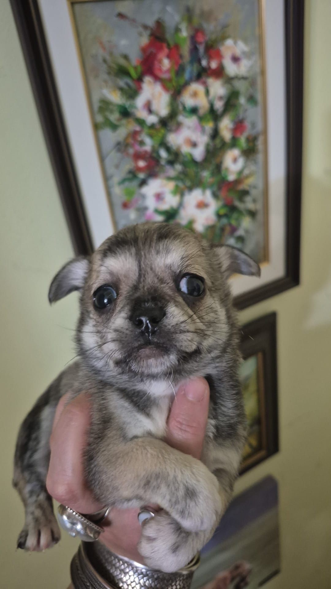 Chihuahua par scurt baietel