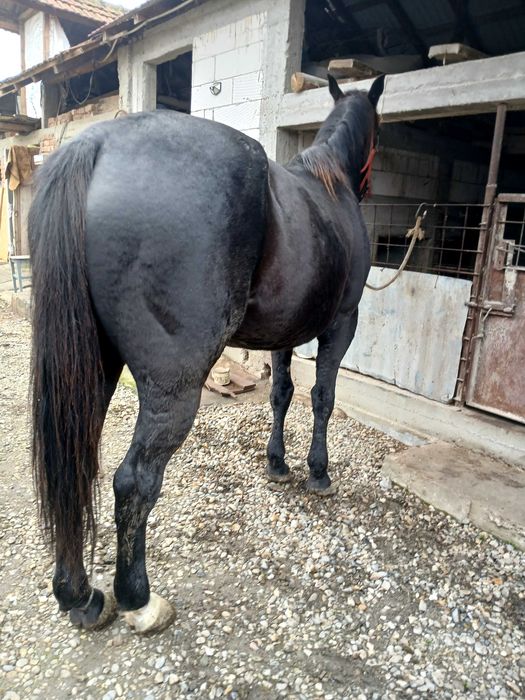 Cal trapasi de vânzare