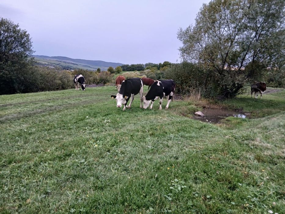 Ofer spre vânzare 2 vaci gestante si doua juninci