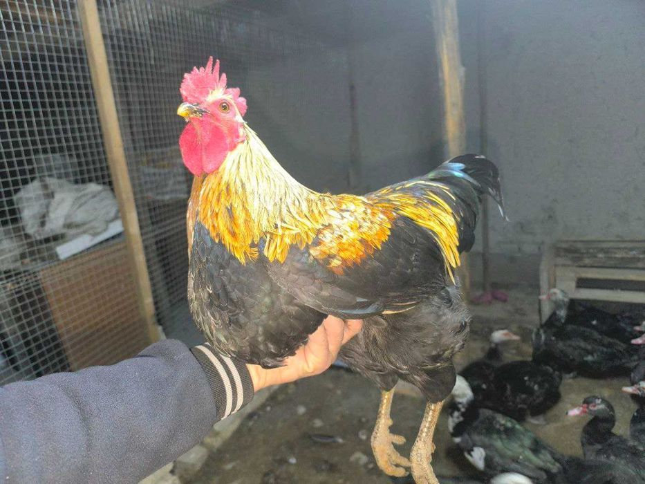 Xuroz xashaki sotiladi.