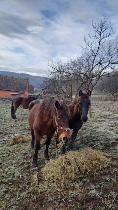 De vanzare o pereche frumoasa