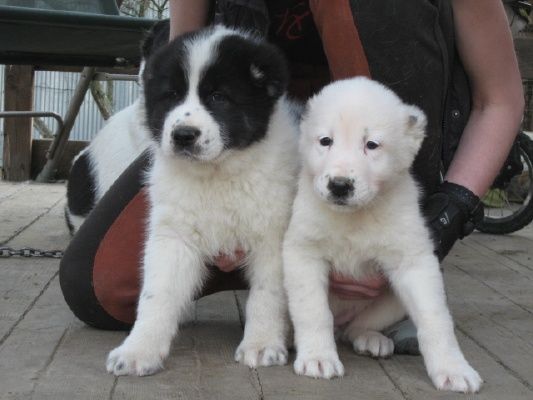 Продам щенков алабай срочно