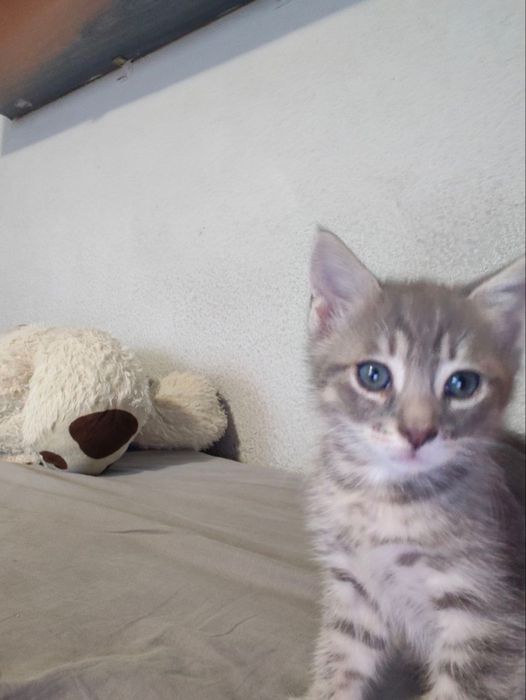 Dau spre adoptie 2 pui de pisica